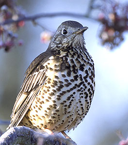 mistle_thrush