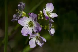 cuckoo flower