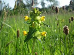 Meadow Weave: Wakehurst Residency, 2014 (3)