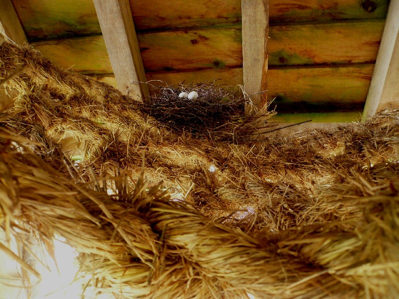 Nests in Nets