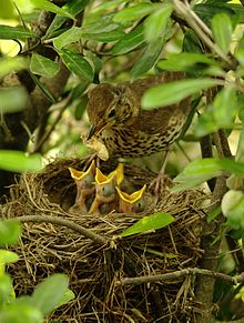 song thrush and brood