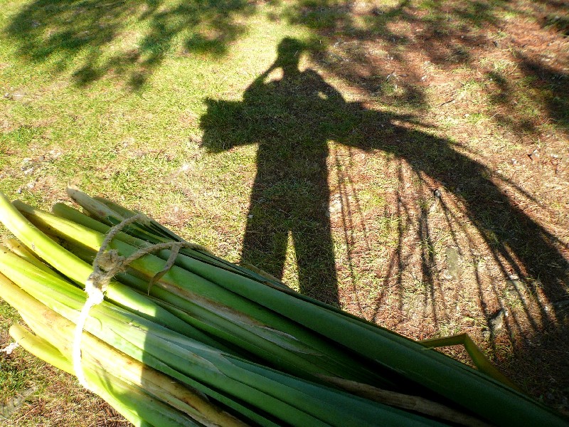 Foraging Plants for Wild Basketry; weaving a connection between land and self