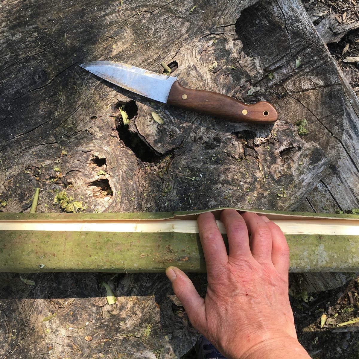 harvesting willow bark