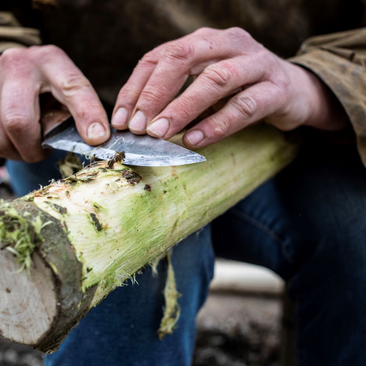 processing willow bark